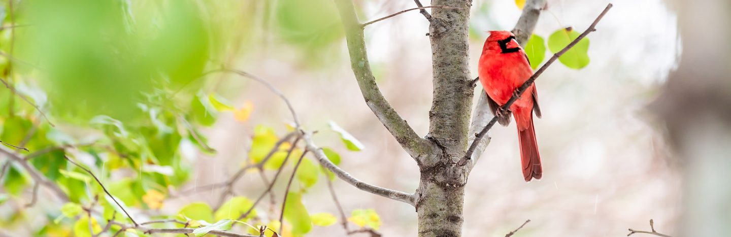 Red cardinal bird perched on a branch in spring.